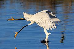 Snowy Egret